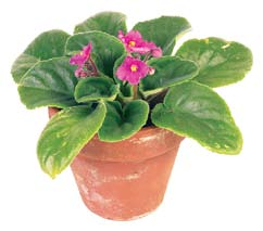 picture of potted plant