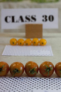 picture of class 30 - tomatoes