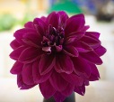 picture of purple flower