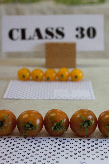 picture of Autumn 2012 tomatoes