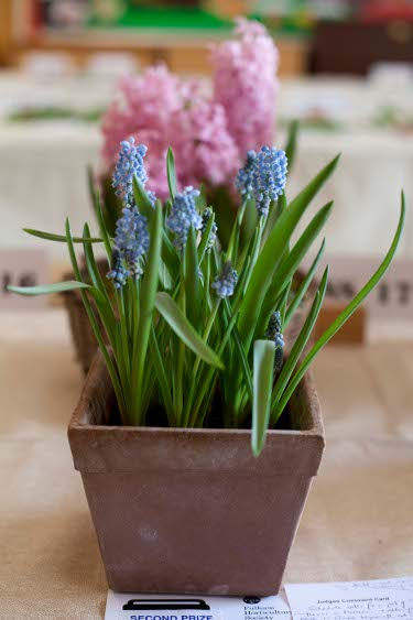 2013-spring-blue flowered plant